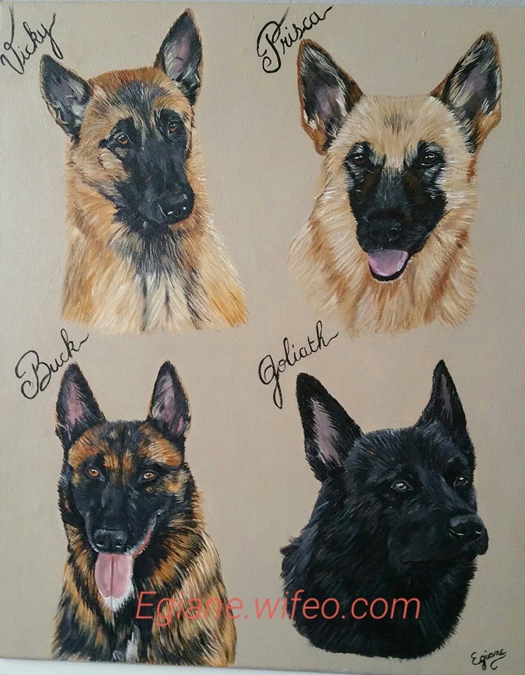 berger belge malinois